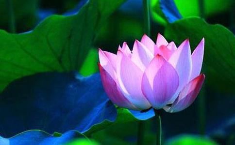 一切福报不是秋来的而是自己修来的