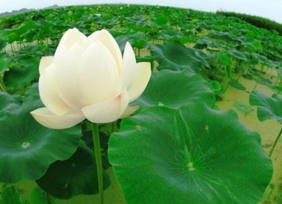 念佛就是观心，清净心就是净土