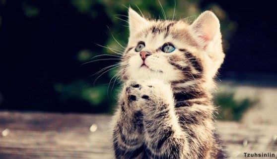 做到如法，就连经书的摆放也要按照这个礼法来