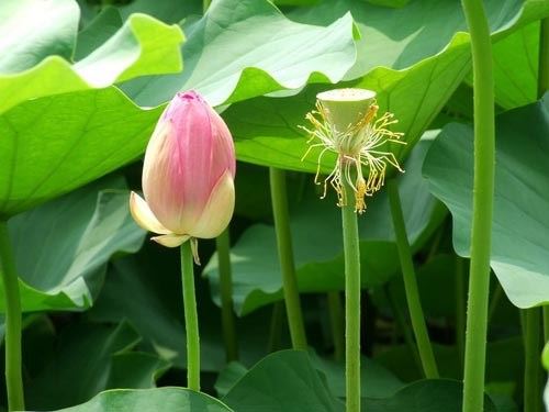 僧人为何称为福田僧？