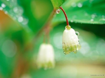 佛教戒杀的意义和戒杀的几个小故事