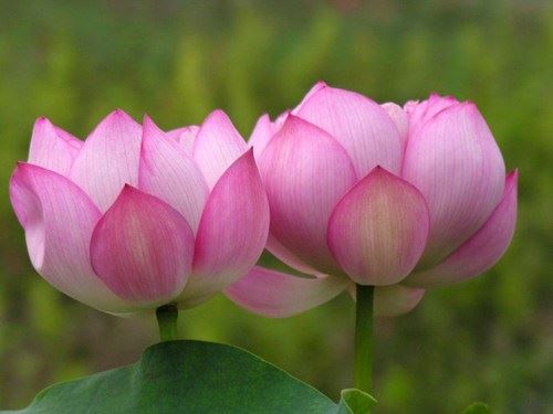 一切众生本来是佛