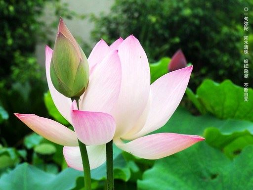 如何才能做到持戒清净？