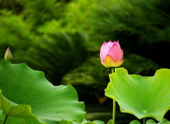 修行是积攒福报的资粮