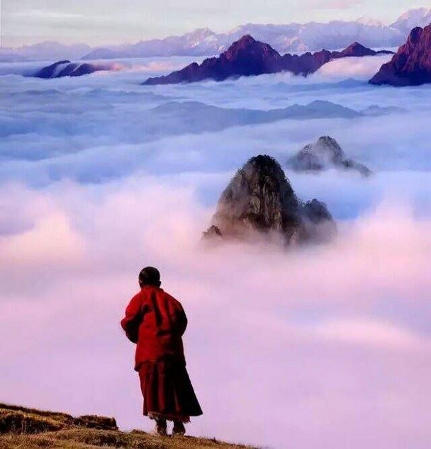 善良丫头救治乌龟，终免疾病