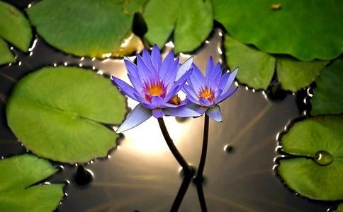 中国佛教总共分为哪几大宗派？