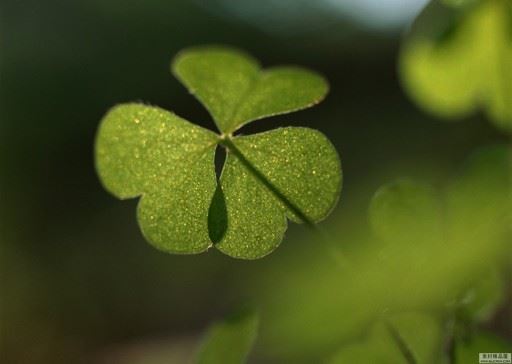 庐山龙泉寺之行---善亲友作者善行