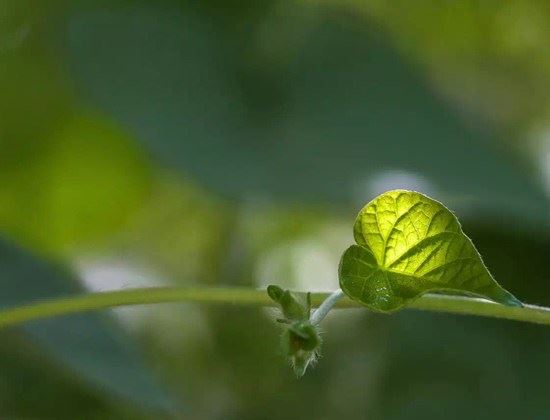 转经轮无以伦比的身语功德
