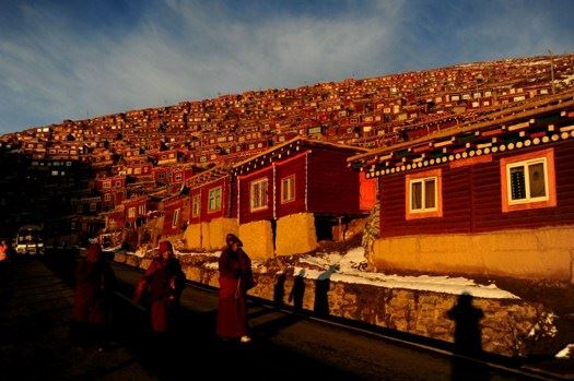 吃素，不错的选择