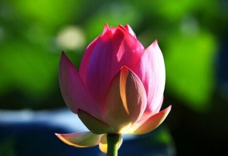 佛教为何提倡上早晚课?有何意义?