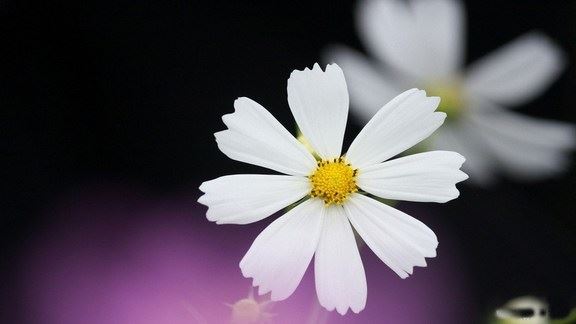 佛化家庭中的人获得佛法利益，感受佛法的庄严