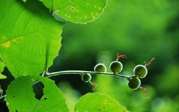 西方极乐世界究竟有何殊胜？