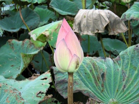 一代文豪鲁迅的佛缘