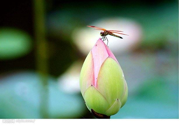 想要「口吐莲花」，是需要下一番苦功夫的