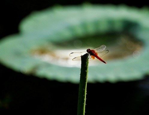 学会穿衣打扮，不只是时尚，更是福报