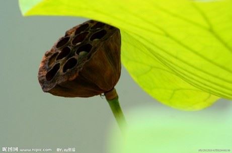 念一句佛号“阿弥陀佛”有十种功德