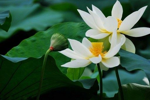 鸡年佛教新年春联大全佛堂对联(对子)大全