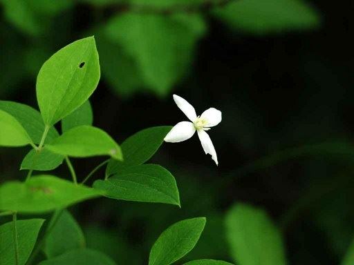 只有心存善心，才能好好说话