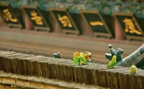 幸福的十三条建议