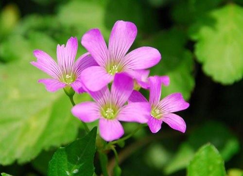 净土法门法语：凡是带不去的都要放下