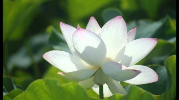 五台山邓隐峰禅师神通无敌！竟倒竖示寂往生！