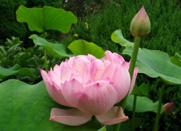 佛将入涅盘之际，为什么不受供养？