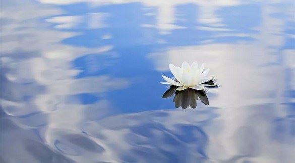 南怀瑾：学佛注重在行!