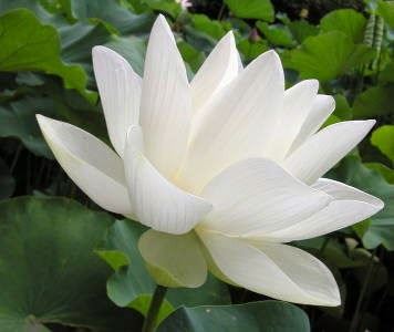 轮回转生的五位母亲