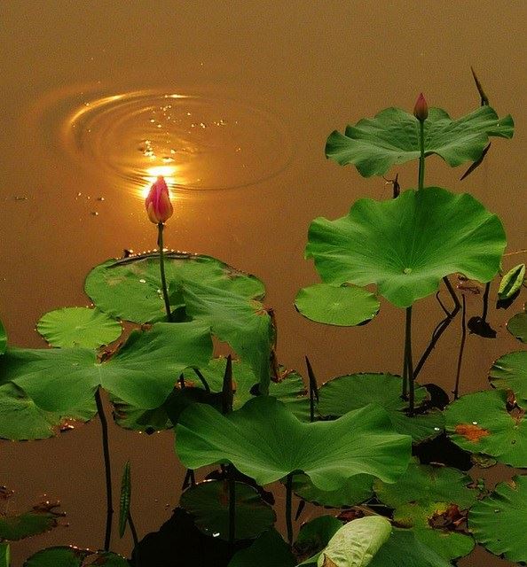 鸡年说鸡：天辛大师讲佛教中鸡代表什么