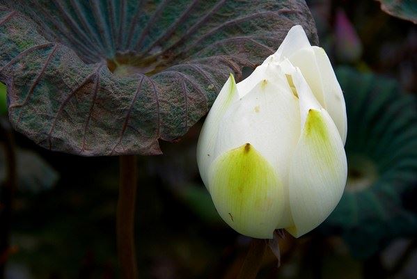 常敏法师答：其国不逆违，自然之所牵。我对这句经文还是不太明白