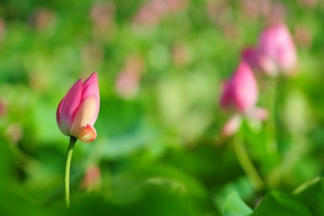 同样都是修行念佛坐功课，为何功德不同？