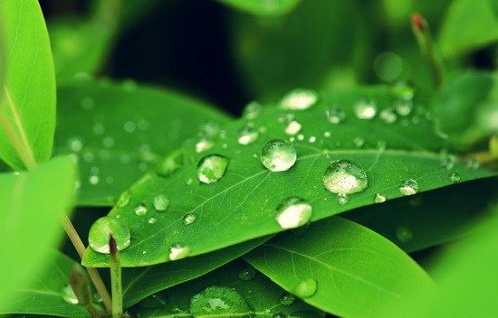 学佛者是否必须要要先发菩提心?