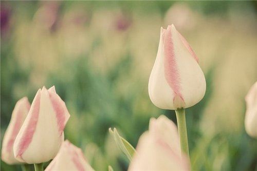 磕大头的功德是什么