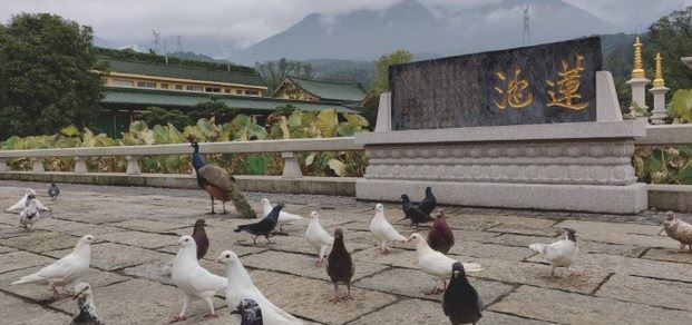 佛前供花的功德含义？