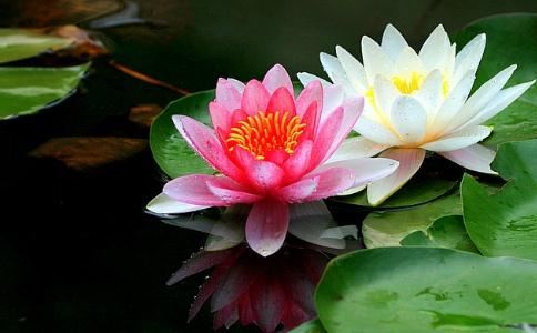 善生童子的故事