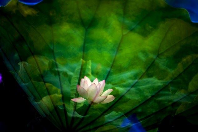 常敏法师答：虽然知道乃至一念就能往生，但对死亡的恐惧还是有的