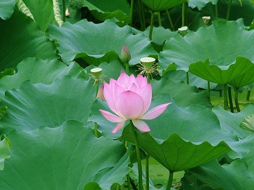 佛教与其它宗教的区别？