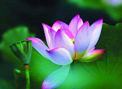 佛学基础：论佛教伦理的和谐精神~