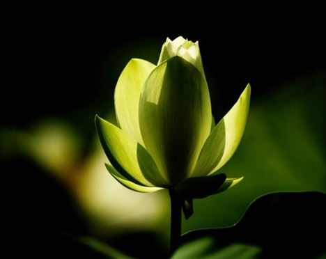 锡杖的功用与表法含义