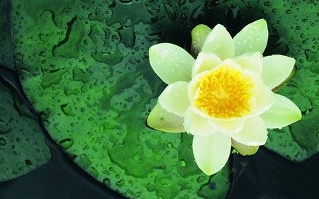 目睹刘素青老菩萨往生