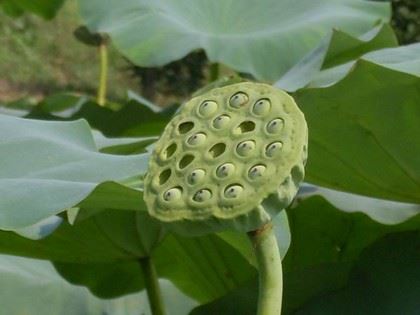 你觉得自己是佛教徒，是修行者吗？