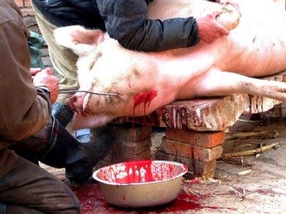 因果不虚：鸟雀知恩图报救出一家二十口