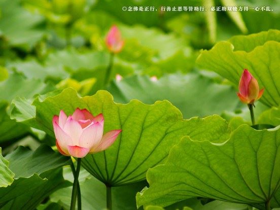 文殊师利菩萨就是给你的妙智慧、妙吉祥