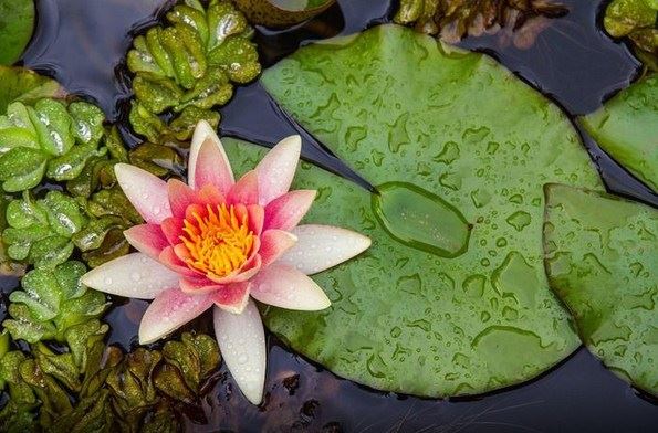 佛经中的善男子、善女人,究竟是什么意思?