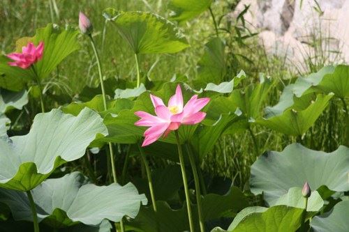 圣空法师：你会生病，它们不会生病吗？