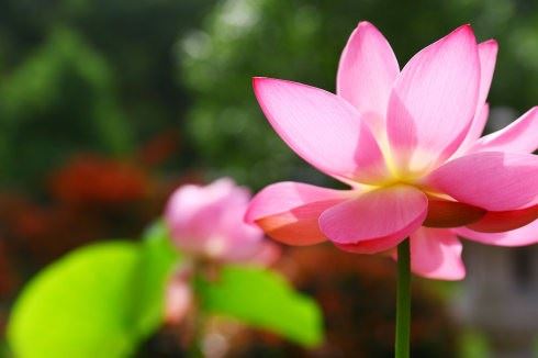 禅行的一切来源于静坐