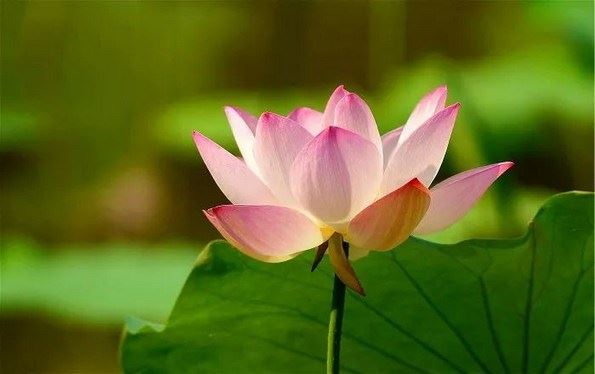 虚云禅师：六道轮回以淫为本