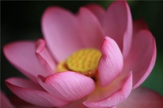 佛说：《妙法莲华经》的殊胜佛法和功德