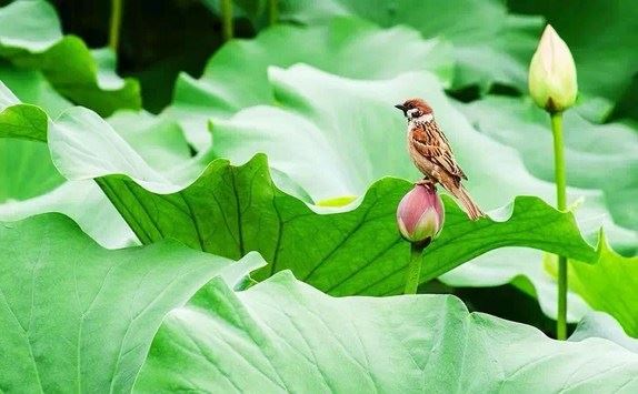 社会隐藏种种危机，那么你知道如何祈福才有福吗？