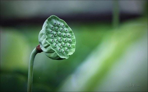 传喜法师：欲受菩萨戒先修菩提心